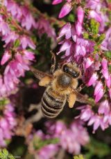 Biene an Besenheide Nienzetal